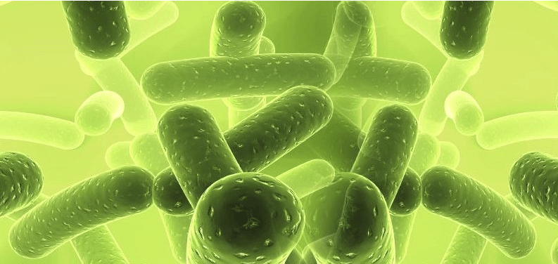 （圖：微生物發酵）